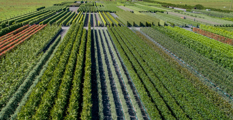 Rows of Living Walls™ hedges showing different colours, textures and forms